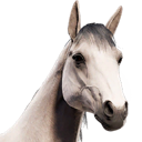 HorseAvatar_WhiteThoroughbred