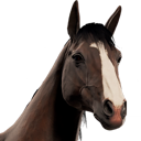 HorseAvatar_Appaloosa
