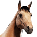 HorseAvatar_Bucksin