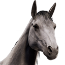 HorseAvatar_DappleGrey