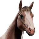 HorseAvatar_Pinto