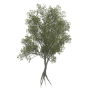 american_beech_a_LOD3_BaseColor