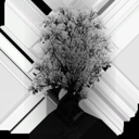 american_beech_a_LOD3_Translucency