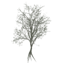 american_beech_a_dead_LOD3_BaseColor
