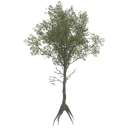 american_beech_b_LOD3_BaseColor