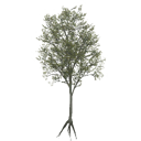 american_beech_c_LOD3_BaseColor