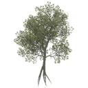 american_beech_d_LOD3_BaseColor