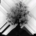american_beech_d_LOD3_Translucency