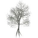 american_beech_d_dead_LOD3_BaseColor