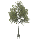 american_beech_e_LOD3_BaseColor