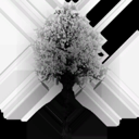 american_beech_e_LOD3_Translucency