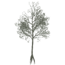 american_beech_e_dead_LOD3_BaseColor