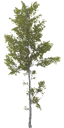 birch_big_LOD3_BaseColor