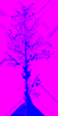 birch_big_LOD3_TintMask