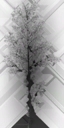 birch_big_LOD3_Translucency