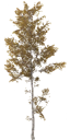 birch_big_tundra_LOD3_BaseColor