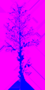 birch_big_tundra_LOD3_TintMask
