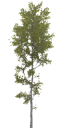 birch_large_LOD3_BaseColor