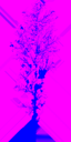 birch_large_LOD3_TintMask