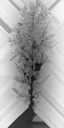 birch_large_LOD3_Translucency