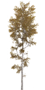 birch_large_tundra_LOD3_BaseColor