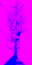 birch_large_tundra_LOD3_TintMask