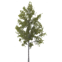 birch_medium_LOD3_BaseColor