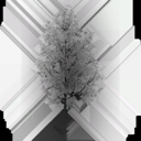 birch_medium_LOD3_Translucency