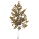birch_medium_tundra_LOD3_BaseColor