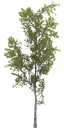 birch_small_LOD3_BaseColor