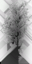 birch_small_LOD3_Translucency