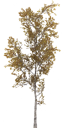 birch_small_tundra_LOD3_BaseColor