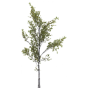birch_tiny_LOD3_BaseColor