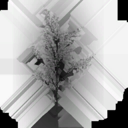 birch_tiny_LOD3_Translucency