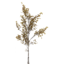 birch_tiny_tundra_LOD3_BaseColor