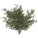 bush_spicebush_a_LOD2_BaseColor