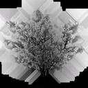 bush_spicebush_a_LOD2_Translucency