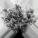 bush_spicebush_a_snow_LOD2_Translucency